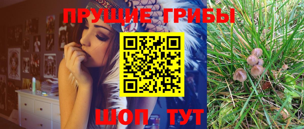 Псилоцибиновые грибы мицелий Гусиноозёрск